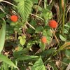 噛み合わせの調整　クサイチゴの季節
