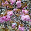 八重桜満開だぁっ・・・