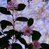春の「厭離庵」～五色散椿を見る～