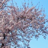 自衛隊通りの桜並木2020