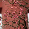 亀戸天神社大鳥居前の紅梅
