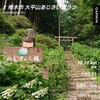 栃木市太平山あじさい坂～6月6日～