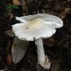 白いタマゴタケ