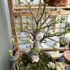 【観葉植物】簡単でかっこいい！おすすめの盆栽「楡欅」をご紹介✨