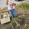 はじめてのネギ植え。息子よ誕生日おめでとうだぜブンブーン。