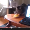 Cats vs Bananas - YouTube