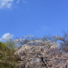 靖国神社開花状況2017（2017/4/4昼）