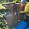 蕎麦打ちの分は何とか採れたけど…。