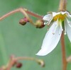 ＷＥＢ]花のほほえみ