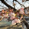 桜開花