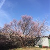 いつの間にか桜が咲いていました