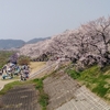 淀川河川公園背割堤地区の桜