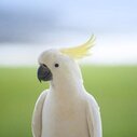 もじかの低空飛行