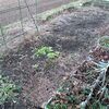 【隠居の家庭菜園　今年の植え付け計画　01/26】
