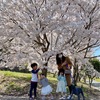 家族でお花見🌸