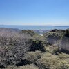 武山ハイキングと三浦の河津桜