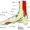 【足袋じまい】3. 足のトラブル