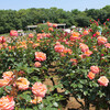 神代植物公園バラと芍薬