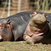 毎日さすがに「暑すぎる」