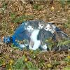 山の中に捨てられて助けを求めて泣いていた子猫を保護