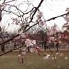 大阪城で桜咲く