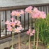 お花