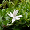 雨にぬれたクチナシの花