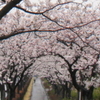 桜の頃、墓参に想う