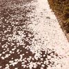 ４月１１日