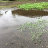 大雨のあとの庭🍃🥀
