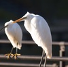 公園の野鳥達（１２月１７日）その３