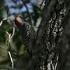 シマセゲラ(Red-bellied Woodpecker)