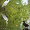 神原町に飛来した鳥　　　神原町健康広場横の開水路に飛来したダイサギとカモ