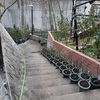ばら作業休暇７日目