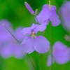 ４月の赤塚植物園、その５。