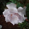2006【無農薬でバラ栽培】　香りのバラたち