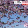 天草の公園で早咲き「河津桜」見頃【熊本】