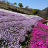 みそづくりとヤマサの芝桜