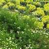 畑のカモミール