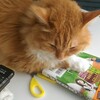 猫たちのお昼寝