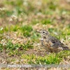 今日の野鳥　タヒバリ