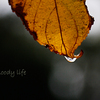 an autumn leaf in the rain