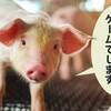 豚を出荷できない牧場ゲーム