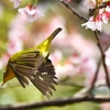 また上野公園でメジロ撮影❗