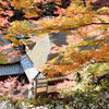 今日は紅葉の嵯峨野めぐり