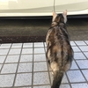 猫、新しい爪とぎで困ってしまう