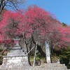 飯沼神社の紅梅が綺麗に咲き誇りました。