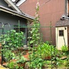 6月中旬のおうち菜園日記✏️トウモロコシを2大害虫から守る方法は？家庭菜園のトラブル対処メモ💡
