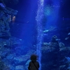 京都水族館　その２