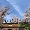 桜満開春を感じる旅